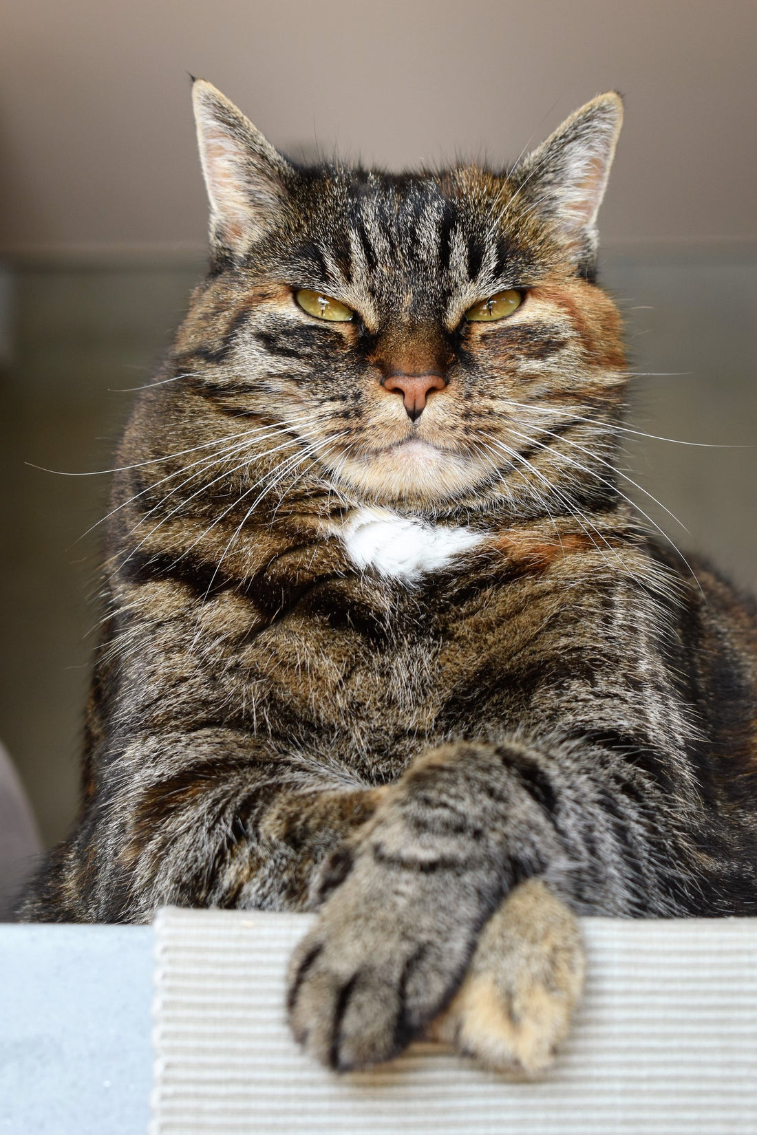 How to Approach a Cat