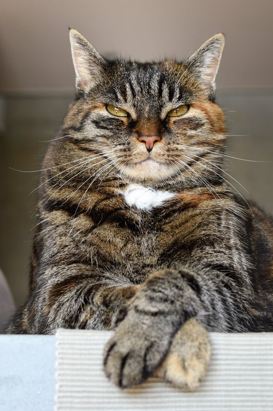 How to Approach a Cat