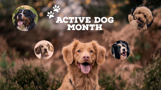 How to Keep Your Pet Active