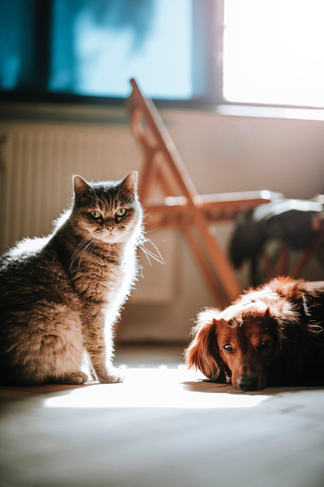 Can Cats and Dogs Get Along?