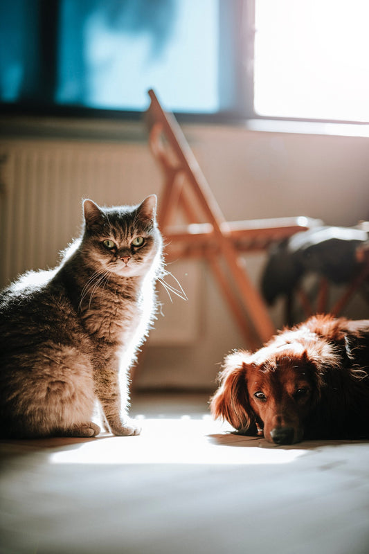 Can Cats and Dogs Get Along?