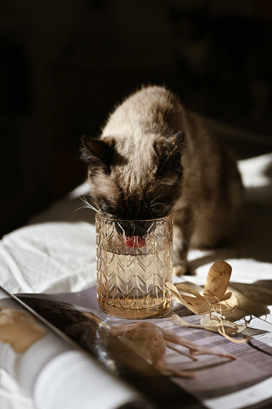Fun Drinks for Pets