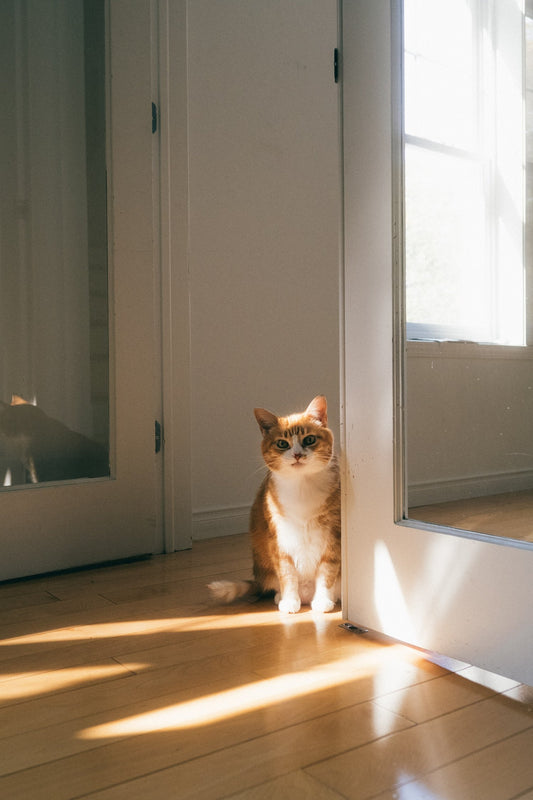 What to Consider When Leaving Your Pet While Traveling