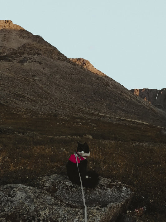 Walking a Cat