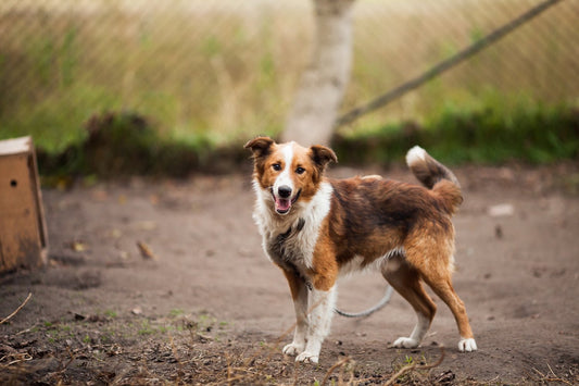 Shelters and How We Want to Help