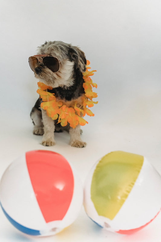 Keeping Dogs Cool